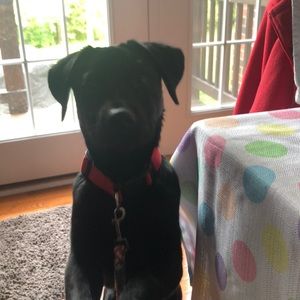 Meet your Posher, Susie